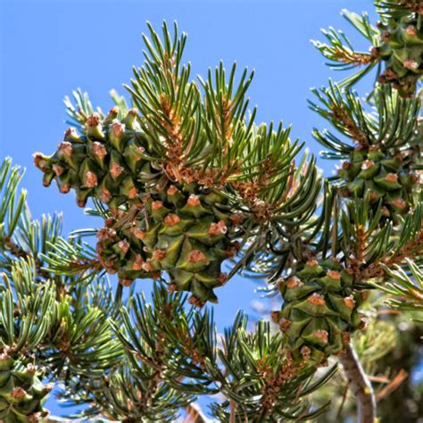 Pinus Quadrifolia Parry Piñon Pine Conifer Species American