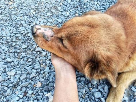 8 Common Autoimmune Diseases In Dogs With Pictures