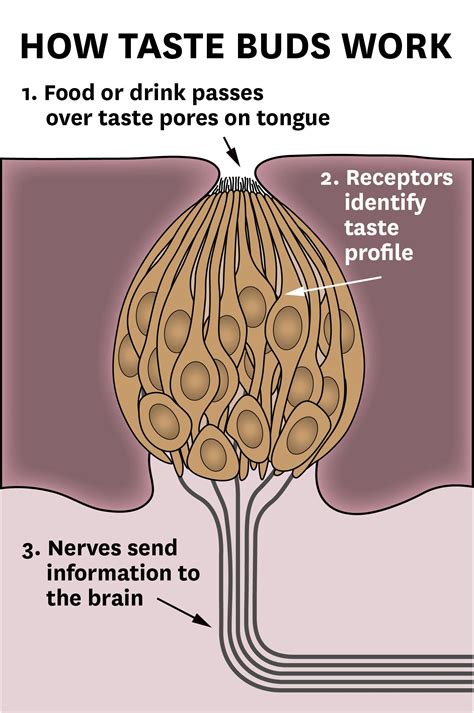 My taste in men or women? Why is that so sour? New mechanism for tasting discovered ...