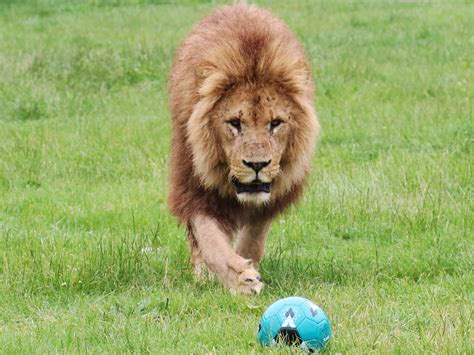 Three Lions play football in support of three lions ahead of England v ...
