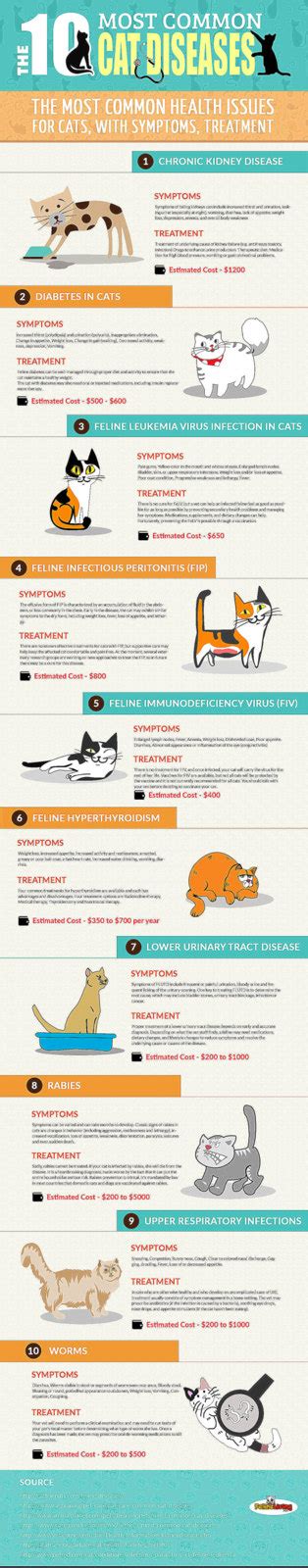 Ten Most Common Cat Diseases The Cat On My Head