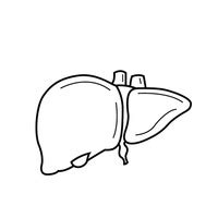 Check out our liver diagram selection for the very best in unique or custom, handmade pieces from our shops. Simple Linear Linears Linear Art Outline Outlines ...