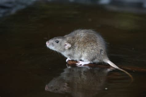 Pest Control Services Uk Rodent Insect And Wildlife