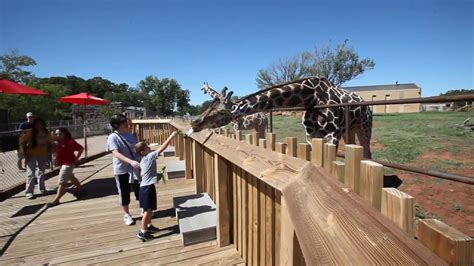 Oklahoma City Zoo Visitors Can Feed Giraffes