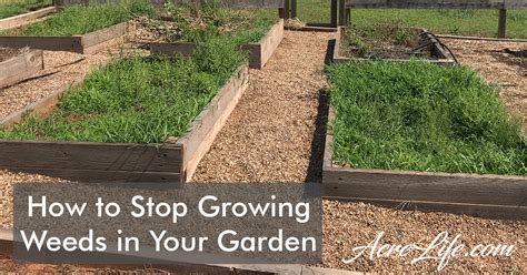 I am an expert at growing weeds. How to Stop Growing Weeds and Grass in Your Garden - Acre Life
