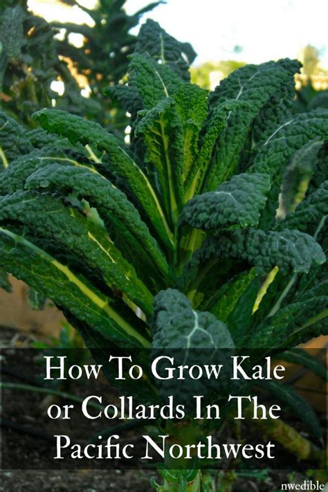 How To Grow Kale Or Collards In The Pacific Northwest Northwest