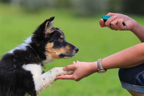 Important Steps When Teaching Your Dog Polite Paws Dog Training