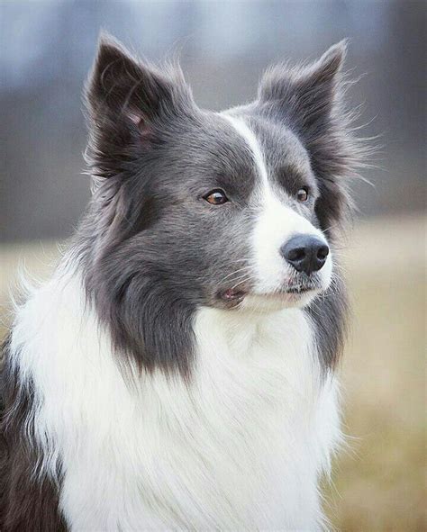 1670 Best Border Collies Rule Images On Pinterest Border Collie