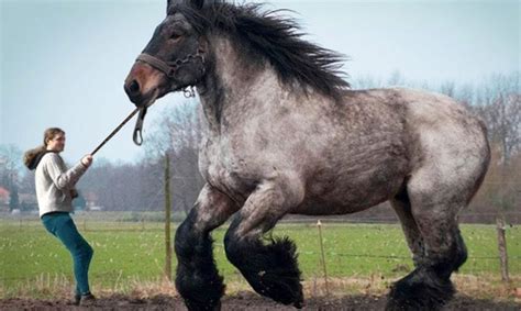 12 Largest Horse Breeds In The World
