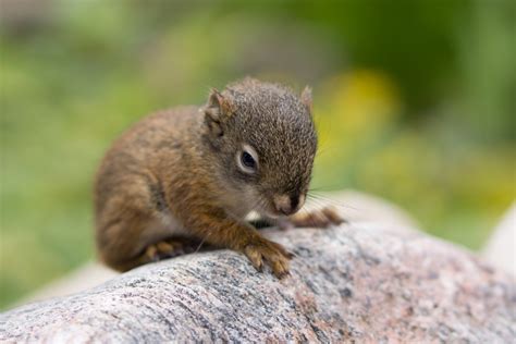 Baby Squirrel Rescued From Drowning 12 Pics ~ I Love