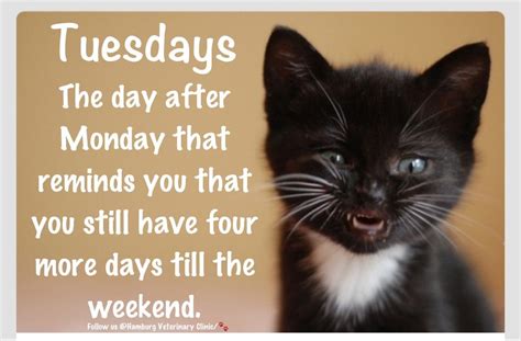 Tuesday Humor Animal Humor Cat Funny Work Week Blues Waiting