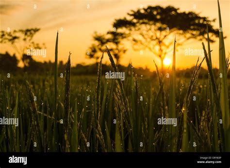 The Morning Sun In The Rice Fields Dewy Stock Photo Alamy