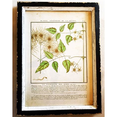 Vintage French Botanical Reproduction Prints By Park Hill Collection