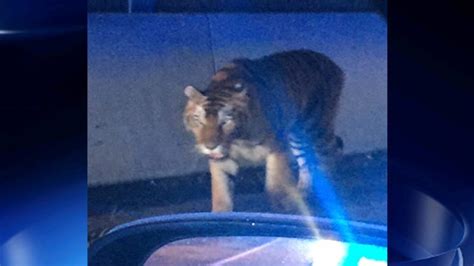 Escaped Tiger Investigation Handed To Feds
