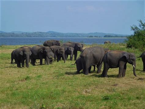 The Great Elephant Gathering In Sri Lanka Magnificent Sri Lanka