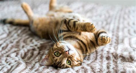 I've had three female cats. Bengal Cat Names - 200 Ideas For Naming Your Male or Female