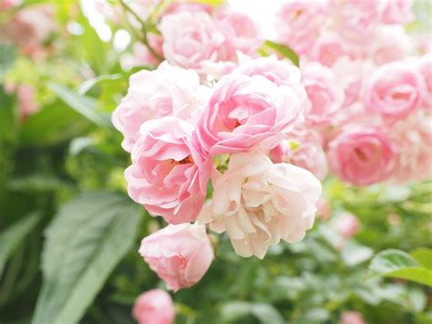 Images Gratuites Fleur Pétale Floraison Des Roses Parfumé