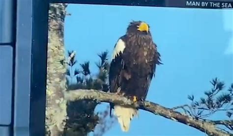 Birdwatchers Flock To See Rare 8 Ft Raptor After Huge Russian Eagle Takes Detour Into Maine