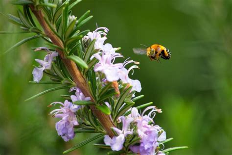 Best Plants That Attract Pollinators To Your Garden