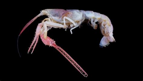 Deep Sea Creatures Slideshow Smithsonian Ocean Portal