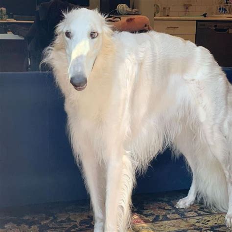Beautiful Borzoi Becomes Famous For Her Long Snoot Dog Grand