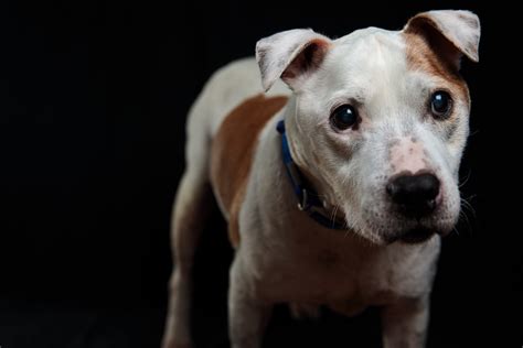 25 Myths About Pit Bulls You Should Stop Believing