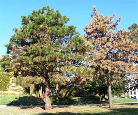 Pine Wilt Or Pine Wood Nematode Oklahoma State University