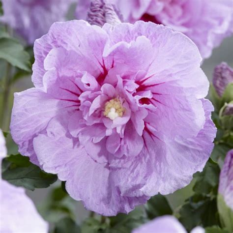 Hibiscus Syriacus Lavender Chiffon Double Flowered Tree Hollyhock