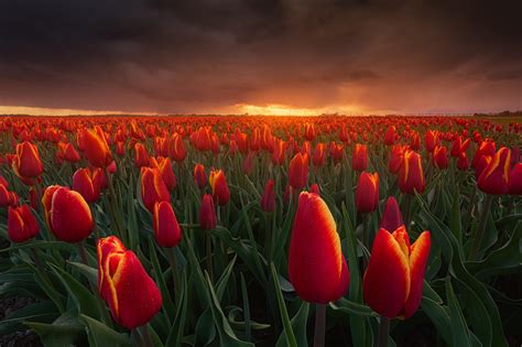 Tulips And A Storm During A Dramatic Sunset The Netherlands 2000x1333