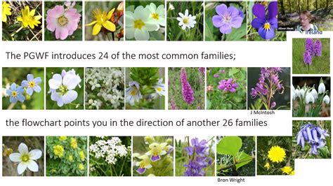 Identifying Wildflower Families Youtube