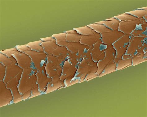 Как выглядит волос под микроскопом фото