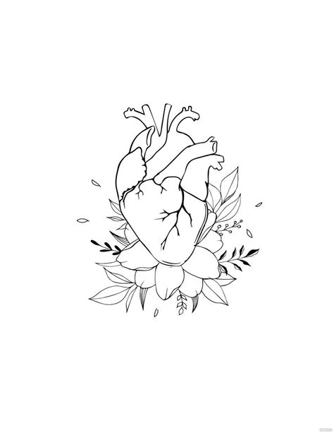Free Artistic Anatomical Heart Drawing Eps Illustrator  Png
