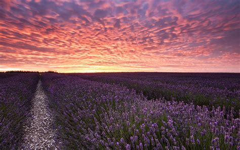 Lavender Field Hd Wallpaper Best Nature Wallpapers Hd Best Nature