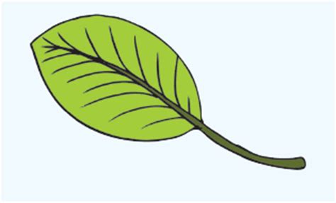 Gambar daun lukisan cat air ilustrasi, daun hijau, ilustrasi tanaman berdaun hijau, cat air daun, cabang png. TRENDING TOPICS: Jenis-Jenis Daun