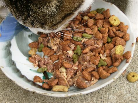 Filecat And Cat Foods Wikimedia Commons