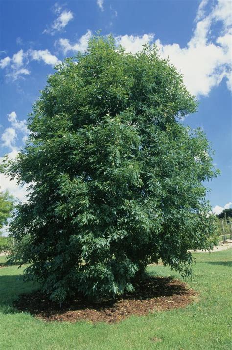 The Most Common Ash Species In The United States A Green Ash Tree