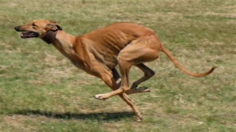 Fastest Dog Breeds 7 Speedy Dogs From The Greyhound To The Sloughi