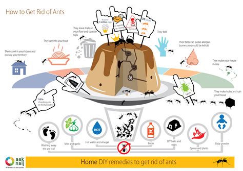 What is the best home remedy to kill ants. How to Get rid of Ants - 7 DIY Remedies INFOGRAPHIC