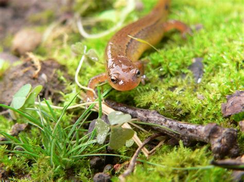 Brook Salamanders From Sullivan County Tn Usa On October By