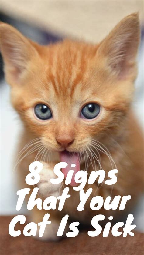 8 warning signs of a sick cat sick cat cat illnesses cats