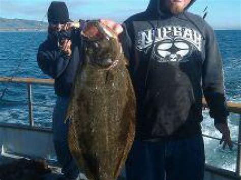 Sand Dabs Abundant In Bay Redondo Beach Ca Patch