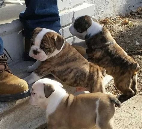 English Bulldog Puppies For Sale Athens Ga 294770