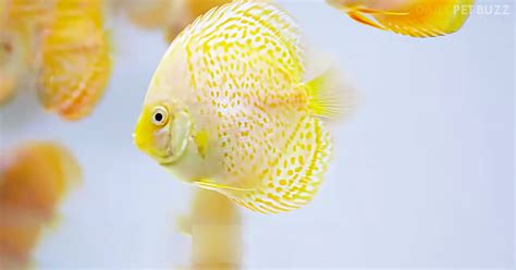 The 10 Most Colorful Freshwater Fish For Your Aquarium Pet Buzz