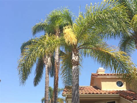 For the most part, the sea of trees had me engaged. The Importance of Palm Tree Trimming