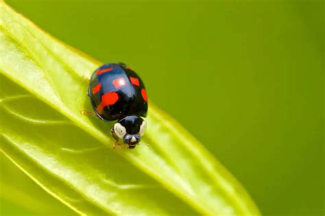Are Ladybugs Poisonous Whatbugisthat