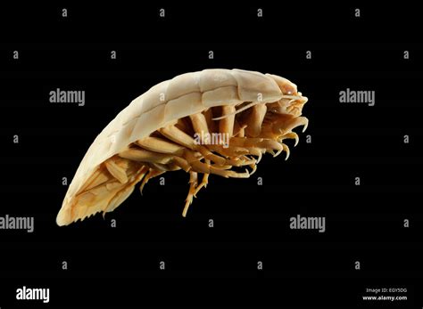 Giant Deep Sea Isopod Bathynomus C F Giganteus Juv Picture Was Taken In Cooperation With