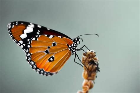 Significados Espirituales De La Mariposa Naranja Simbolismos Y