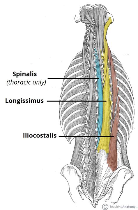 These muscles are the intrinsic back muscles, named as such because their embryological development begins in the back, opposed to the superficial and intermediate when the names of torso muscles provide clues to their location, shape, size, or the direction of their muscle fibers. The Intrinsic Back Muscles - Attachments - Actions ...