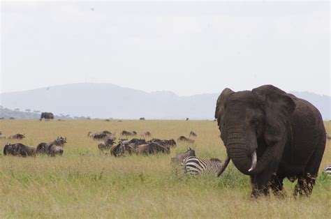 Serengeti Tanzania A Playful Elephant Amongst The Migrating Herds A