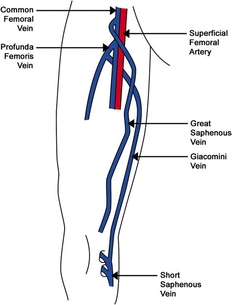 Femoral Artery And Vein Anatomy